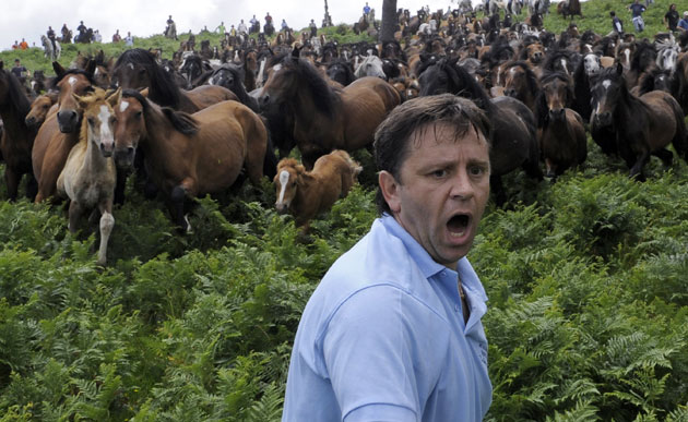 Sabucedo horses: A villager shouts as he tries to round up wild horses