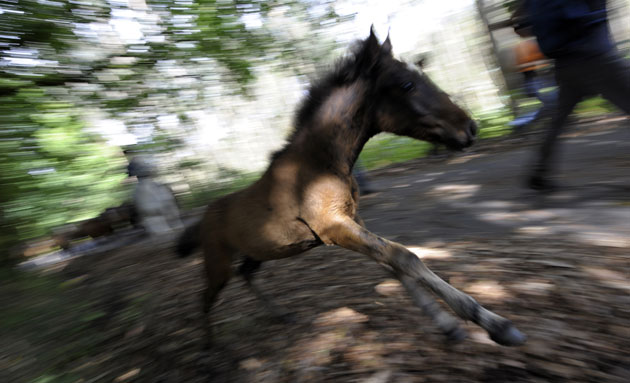 Sabucedo horses: A foal runs as villagers try to round up wild horses in Sabucedo