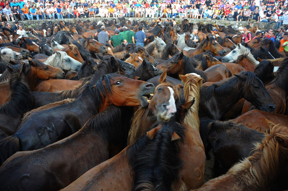 Sabucedo horses: A wild horse bites another horse during the Rapa Das Bestas festival