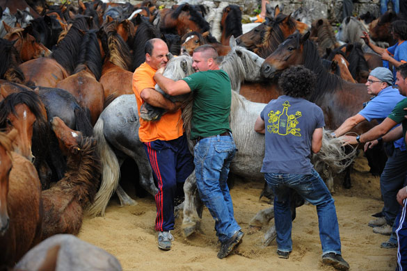 Sabucedo horses: 'Aloitadores' Fighters hold a wild horse at the Rapa Das Bestas festival 