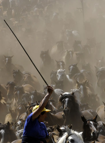 Sabucedo horses: Villagers try to round up wild horses through the hills of Sabucedo