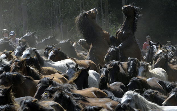 Sabucedo horses: Two wild horses fight in the hills of Sabucedo