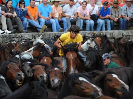 Sabucedo horses: A horseman tries to tame a wild horse during the Rapa Das Bestas festival