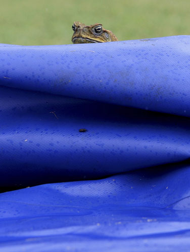 24 hours in pictures: A toad peers over tarpaulin covering the pitch at Beausejour Cricket Ground