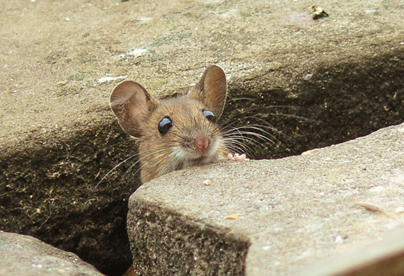 In Pictures: Pauline Greenough