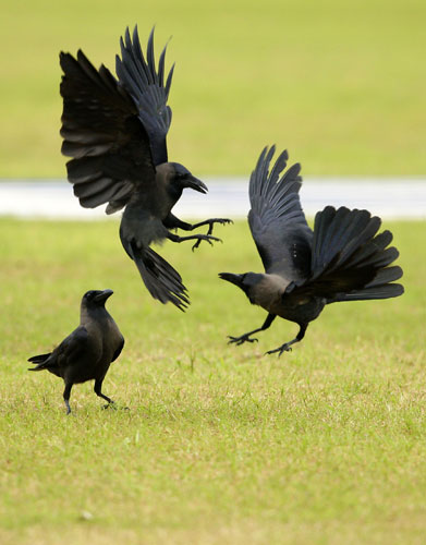 24 hours in pictures: Crows fight in a cricket field