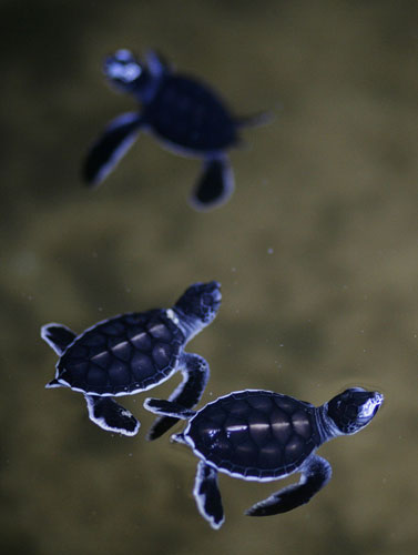 24 hours in pictures: Green turtles swim in a tank at a turtle hatchery