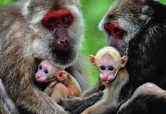 24 hours in pictures: Stump-tailed Macaques