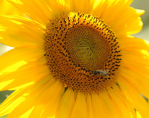 24 hours in pictures: A bee lands on a sunflower