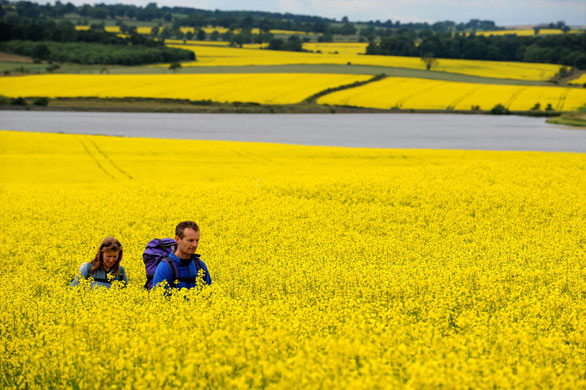 24 hours in pictures: Rapeseed fields