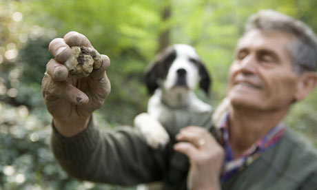 White truffle hunting in Italy