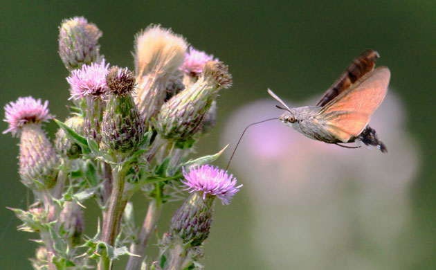 Week in Wildlife: Hummingbird Hawk-moth, Sommerset
