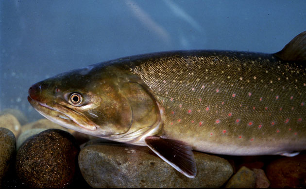 Week in Wildlife: BULL TROUT