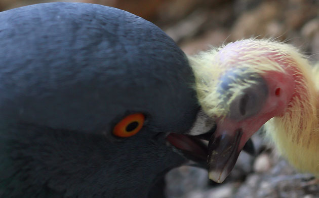 Week in Wildlife: A pigeon lifts its newly hatched chick 