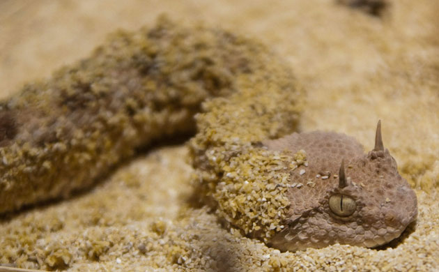 Week in Wildlife: Saharan horned viper