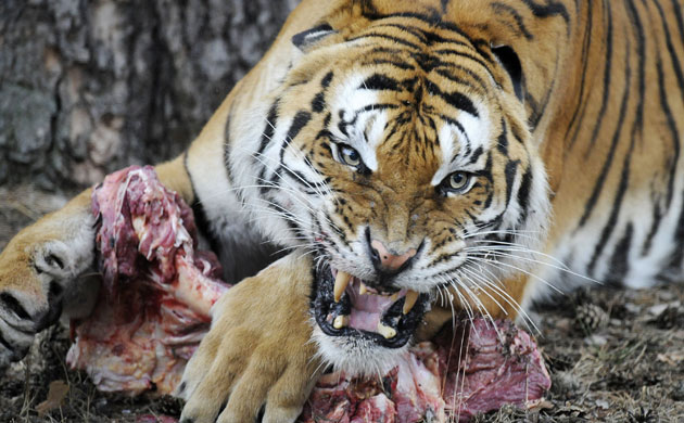 Week in Wildlife: A tiger defends his piece of meat at the Serengeti-Park