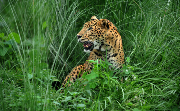 Week in Wildlife: A leopard sits at the rehabilitation centre, Jaldapara Wild Life Sanctuary
