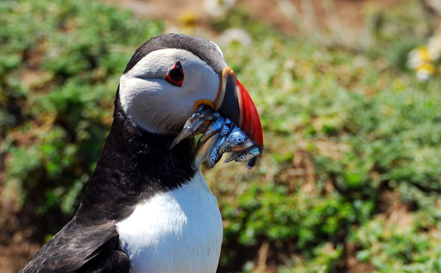 Week in Wildlife: Puffins nesting at Skomer island Pembrokeshire