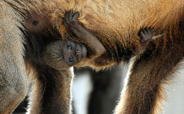 Week in Wildlife: New woolly monkey at Twycross Zoo