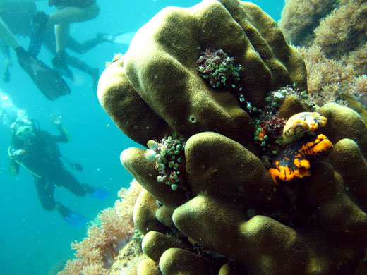 Week in Wildlife: the reefs  off Anilao, Batangas province, south of Manila