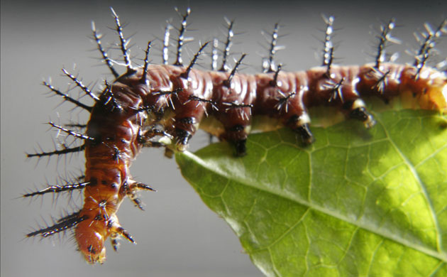 Week in Wildlife: A Tawny Coster caterpillar forages on a passiflora plant in Singapore