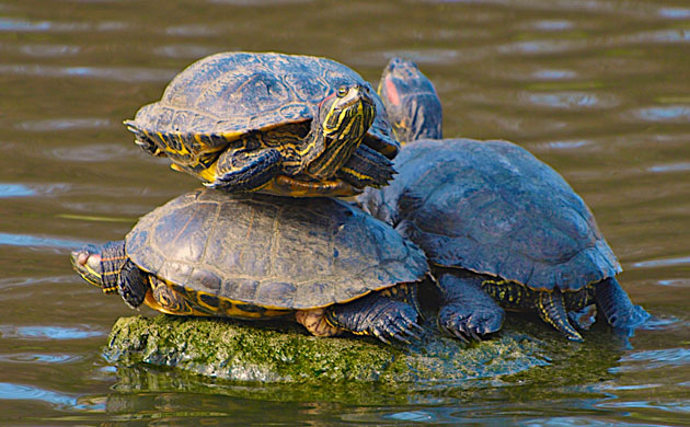 Week in Wildlife: Sunbathing Terrapins, Thrigby Hall Wildlife Gardens