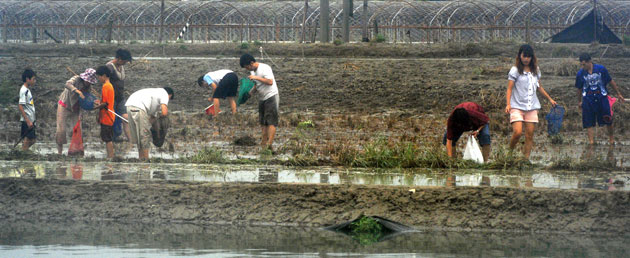 Typhoon Morakot: Fongshan, Taiwan: Local residents catch fish escaping a fish farm