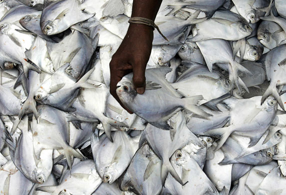 10 August 2009: Karachi, Pakistan: A man sorts through a stack of fresh pomfret