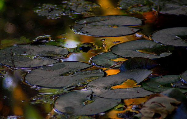 Smallnorthernbird folio: smallnorthernbird_portfolio6