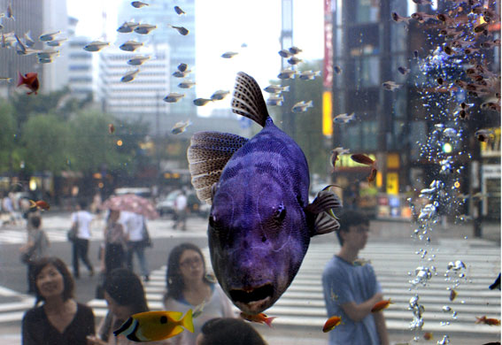24 hours: tropical fish in tokyo, japan
