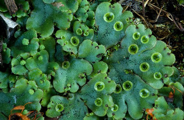 Heather Angel’s Wild  Kew: Dichotomously branched liverwort thallus