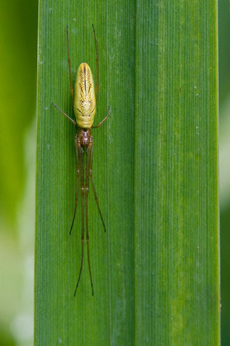 Heather Angel’s Wild  Kew: Rush spider