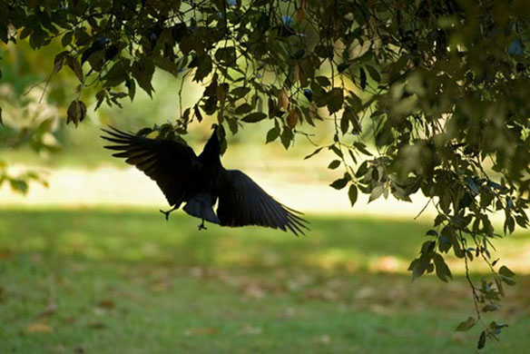 Heather Angel’s Wild  Kew: Jackdaw 