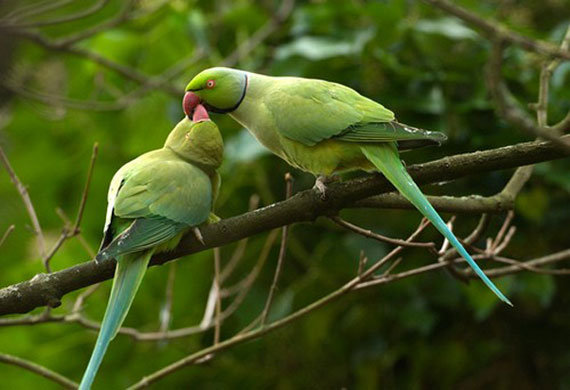 Heather Angel’s Wild  Kew: Ring necked parakeets