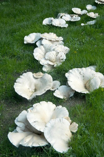 Heather Angel’s Wild  Kew:  large ring of fungi