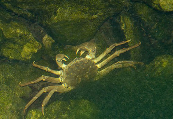 Heather Angel’s Wild  Kew: Chinese mitten crab