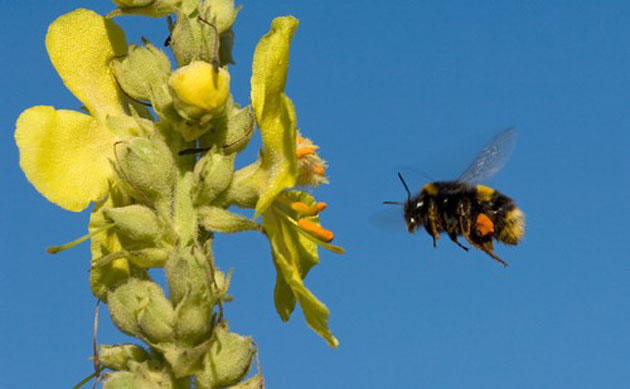 Heather Angel’s Wild  Kew: Bumblebee 