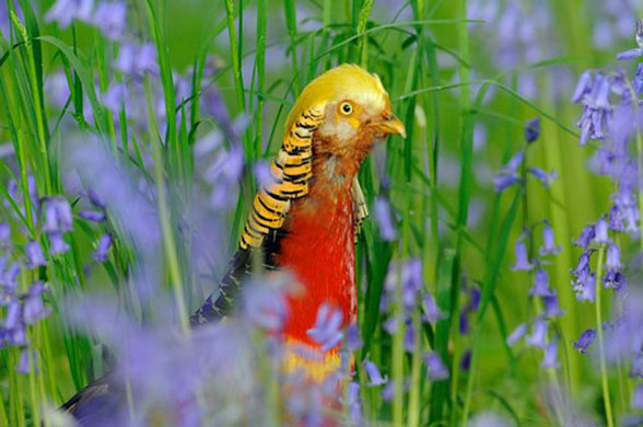 Heather Angel’s Wild  Kew: Male golden pheasant