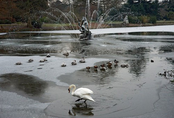 Heather Angel’s Wild  Kew: headed geese and mute swan