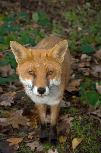 Heather Angel’s Wild  Kew: Red fox