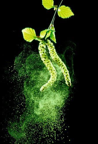 Heather Angel’s Wild  Kew: Silver birch