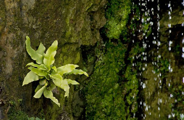 Heather Angel’s Wild  Kew: Harts tongue fern