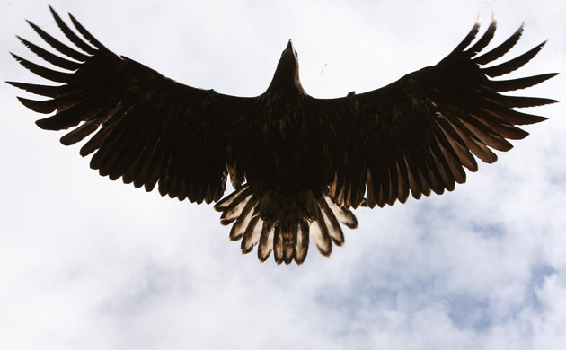 Week in wildlife: Sea Eagles reintroduced into Scotland
