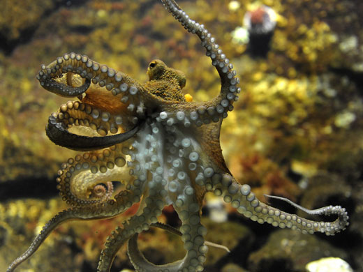Week in wildlife: An octopus (octopus vulgaris) lingers in the Basel Zoo, Switzerland