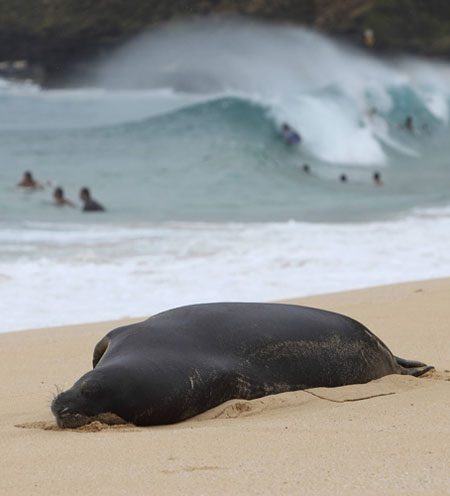 Week in wildlife: A Hawaiian monk seal rests on the beach at Sandy Beach near Honolulu