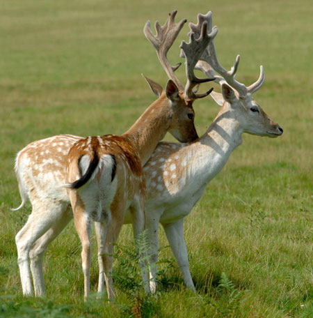 Week in wildlife: Deer in Richmond Park