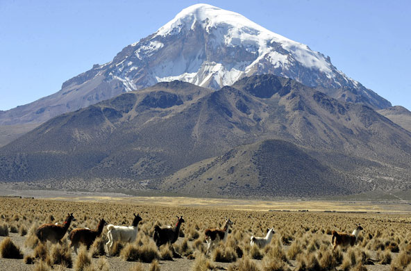 Week in wildlife: A herd of llamas and alpacas, in Sajama, Bolivia