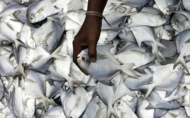 Week in wildlife:  fresh pomfret in Karachi's fish harbour, Pakistan