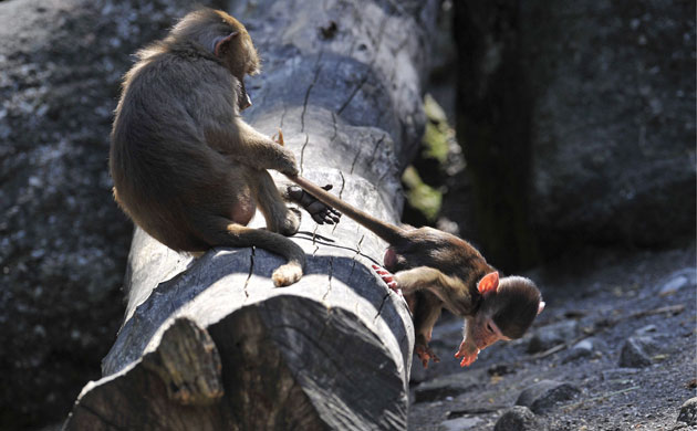 Week in wildlife: Young Hamadryas Baboon at Hellabrunn Zoo, Germany