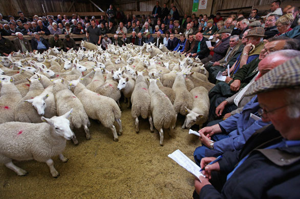 Lairg lambs: Farmers Gather For The Largest Lamb Sale In Europe